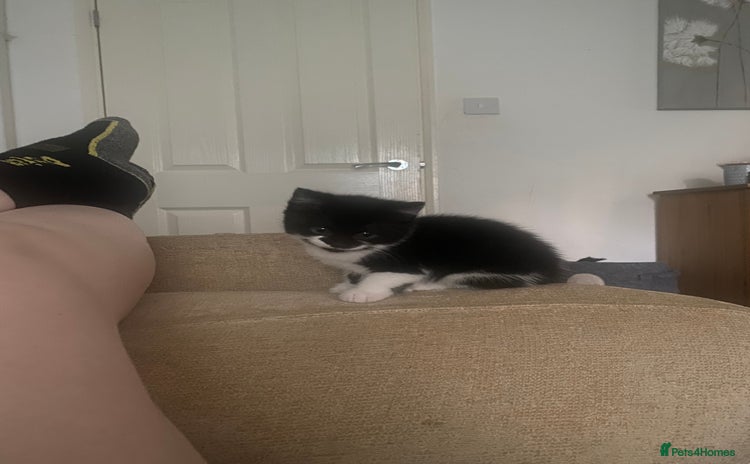 British Longhair cats - Advert 5