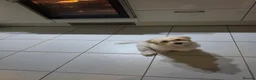 Malshi dogs for sale: 5 Months Old Malshi in Bootle - Advert 7