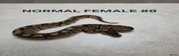 Python Snake reptiles for sale: Juvenile royal pythons ready to go  - Advert 3