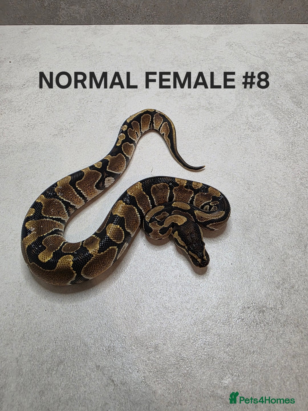 Python Snake reptiles for sale: Juvenile royal pythons ready to go  - Advert 3