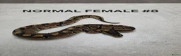Python Snake reptiles for sale: Juvenile royal pythons ready to go  - Advert 4