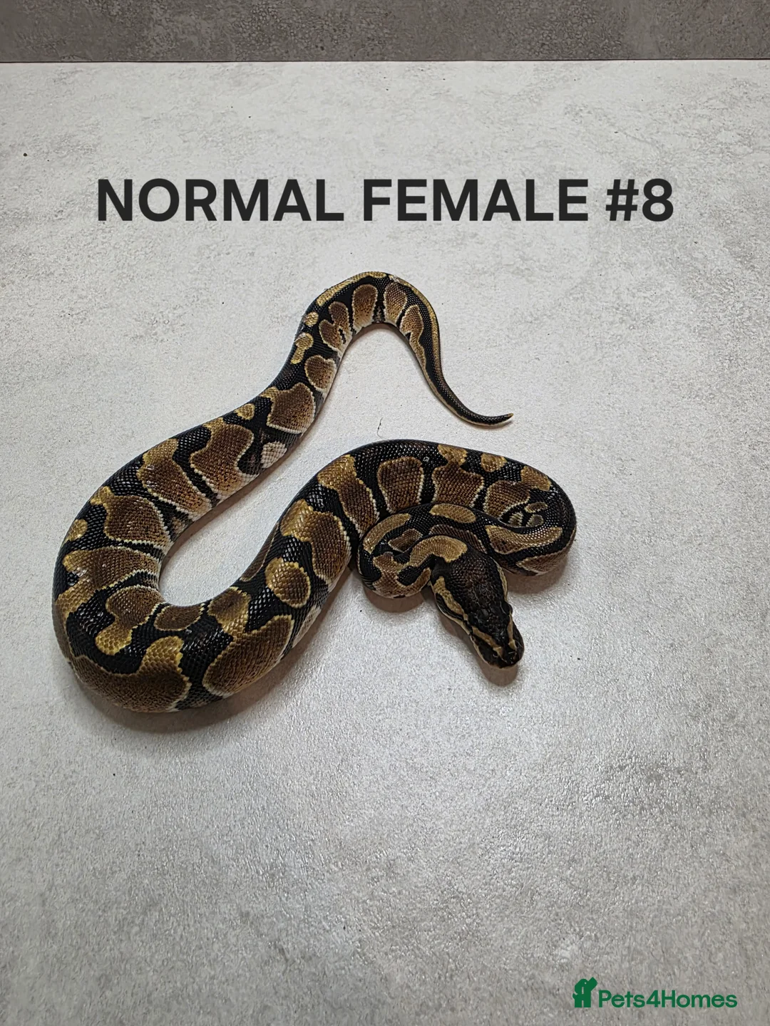 Python Snake reptiles for sale: Juvenile royal pythons ready to go  - Advert 4