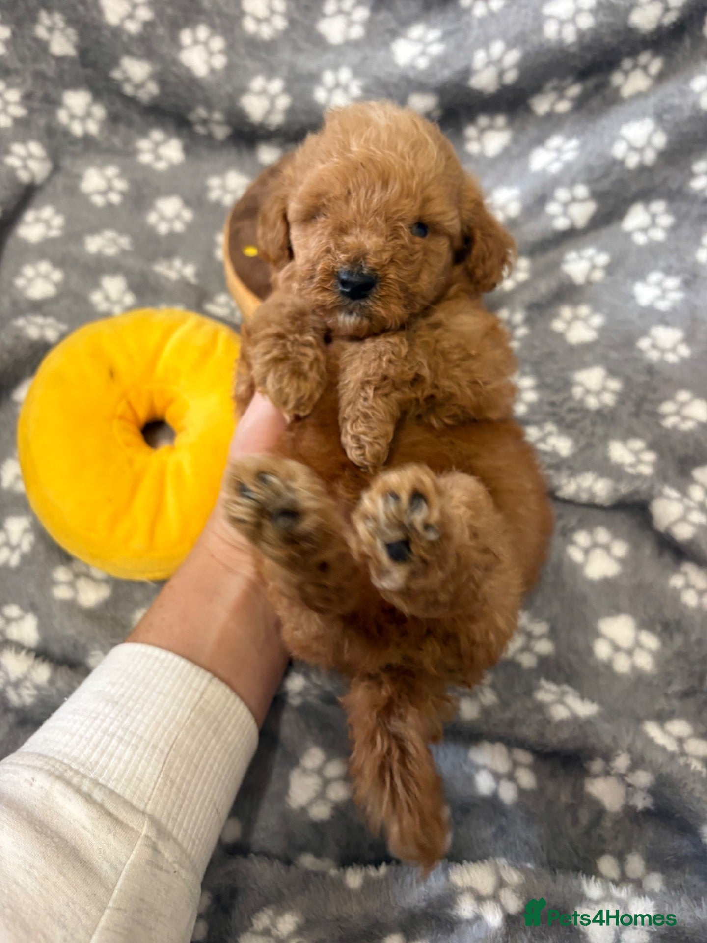 Miniature Poodle dogs Miniature poodle puppy male  - Advert 2