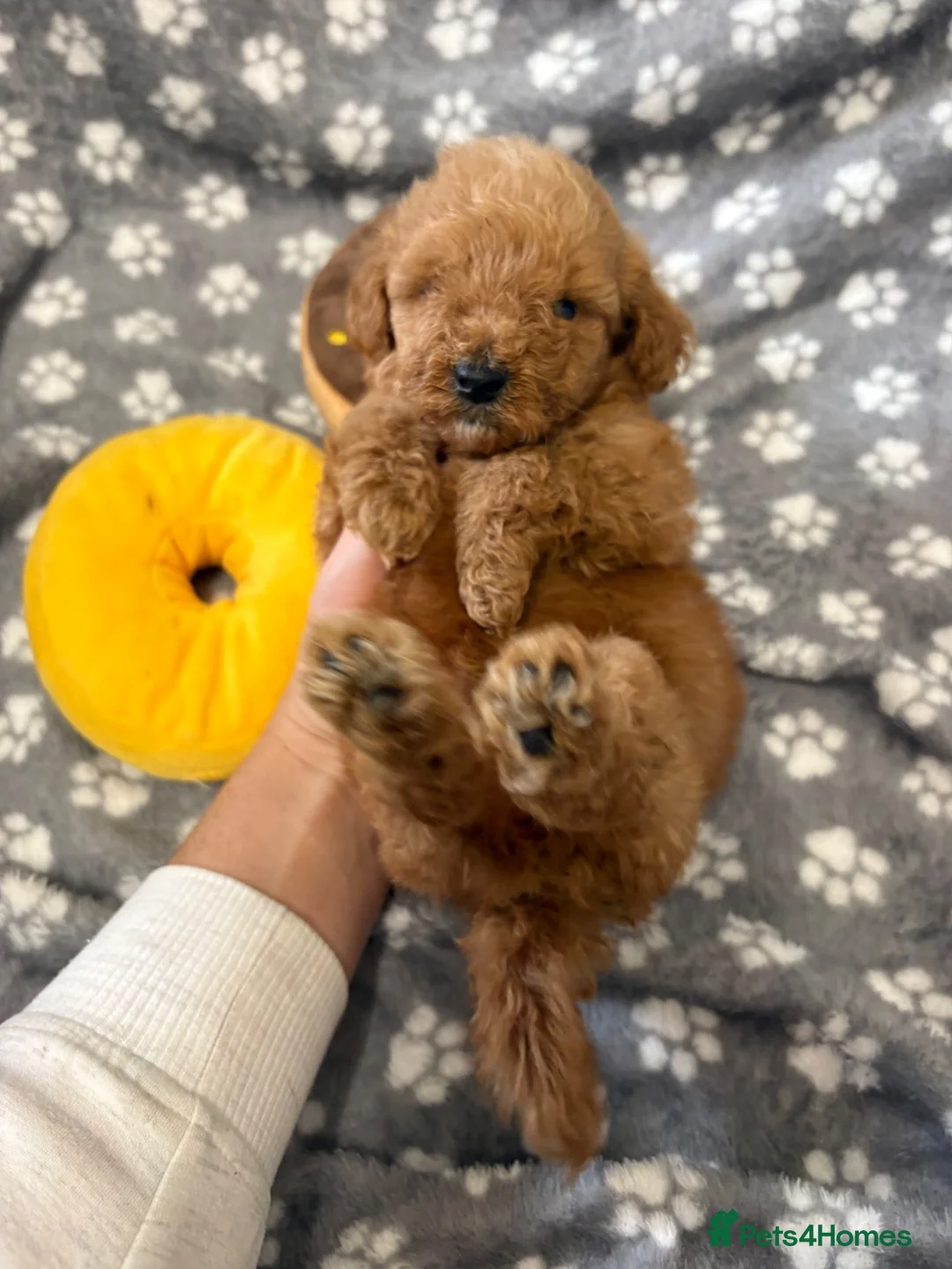 Miniature Poodle dogs for sale: Miniature poodle puppy male  - Advert 8