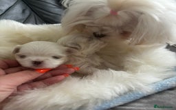 Maltese dogs for sale: Tiny Exquisite Full Korean Bambelina Maltese. - Image 1