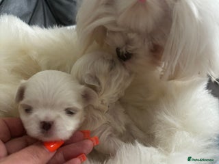 Maltese dogs - Advert 7