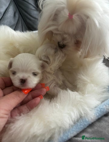 Maltese dogs - Advert 4