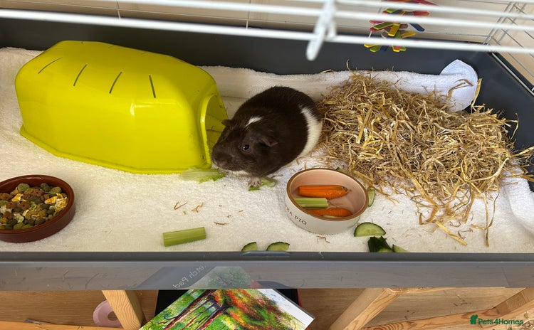 Guinea Pig rodents - Advert 2