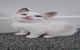 Ragdoll cats for sale: Beautiful Ragdolls 4 boys and 2 girls  - Image 2
