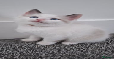 Ragdoll cats - Advert 8