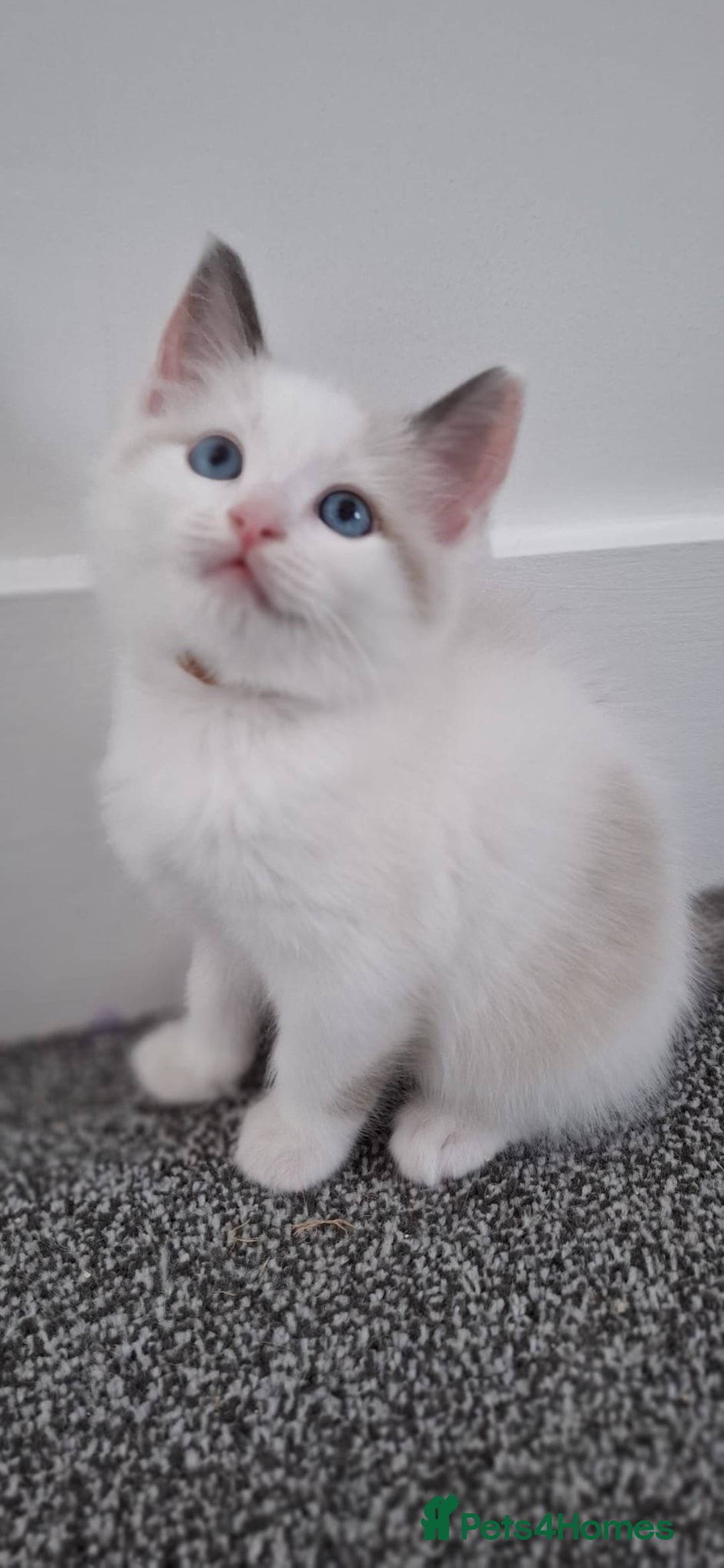 Ragdoll cats for sale: Beautiful Ragdolls 4 boys and 2 girls  - Image 2