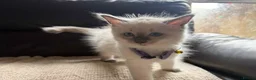 Ragdoll cats for sale: Six beautiful ragdoll kittens - Advert 6