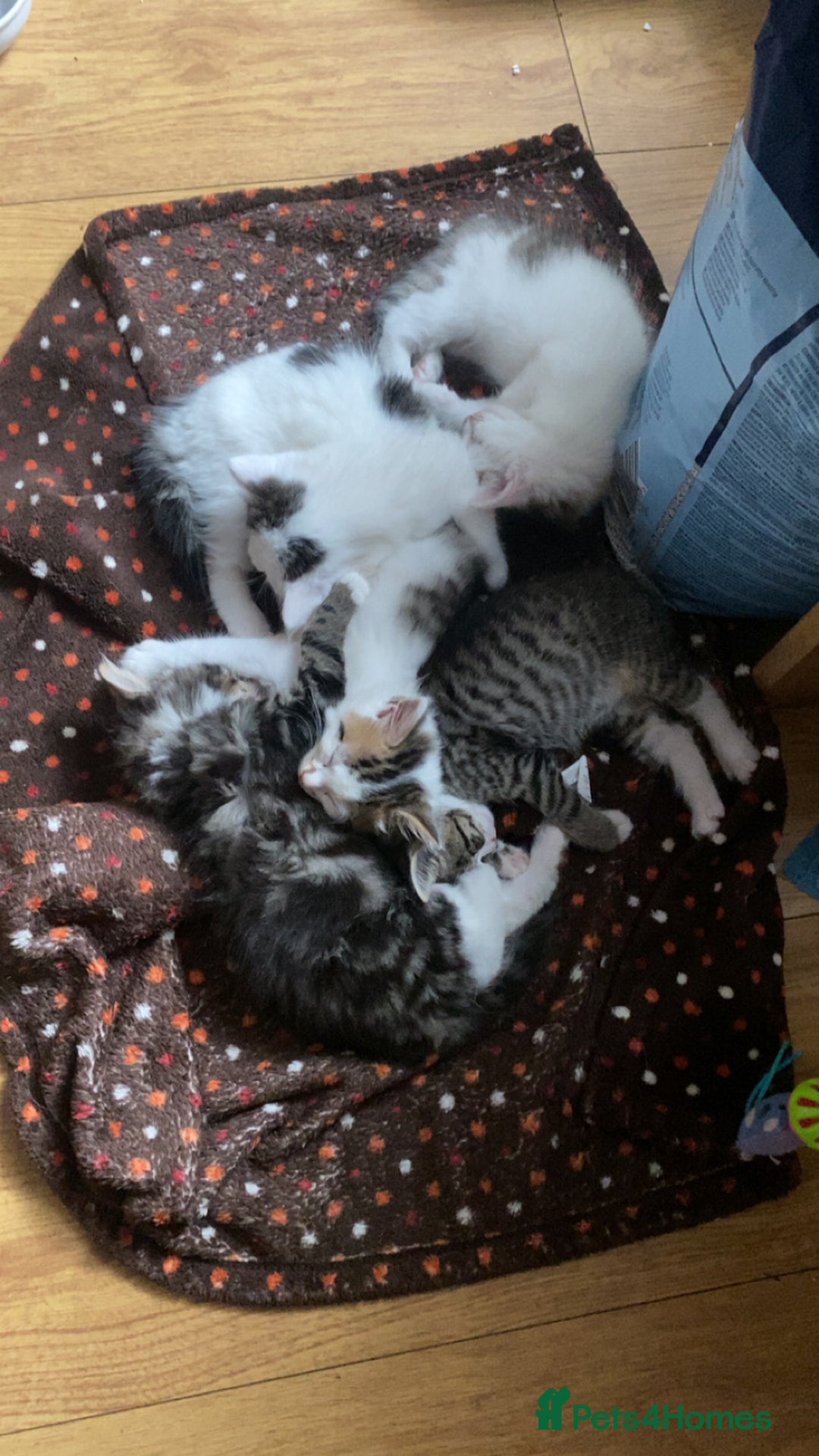 Maine Coon cats for sale: Maine coon / Siberian mix - Image 4