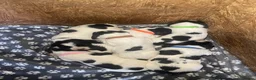 English Springer Spaniel dogs for sale: English Springer Spaniel Puppies  - Advert 1