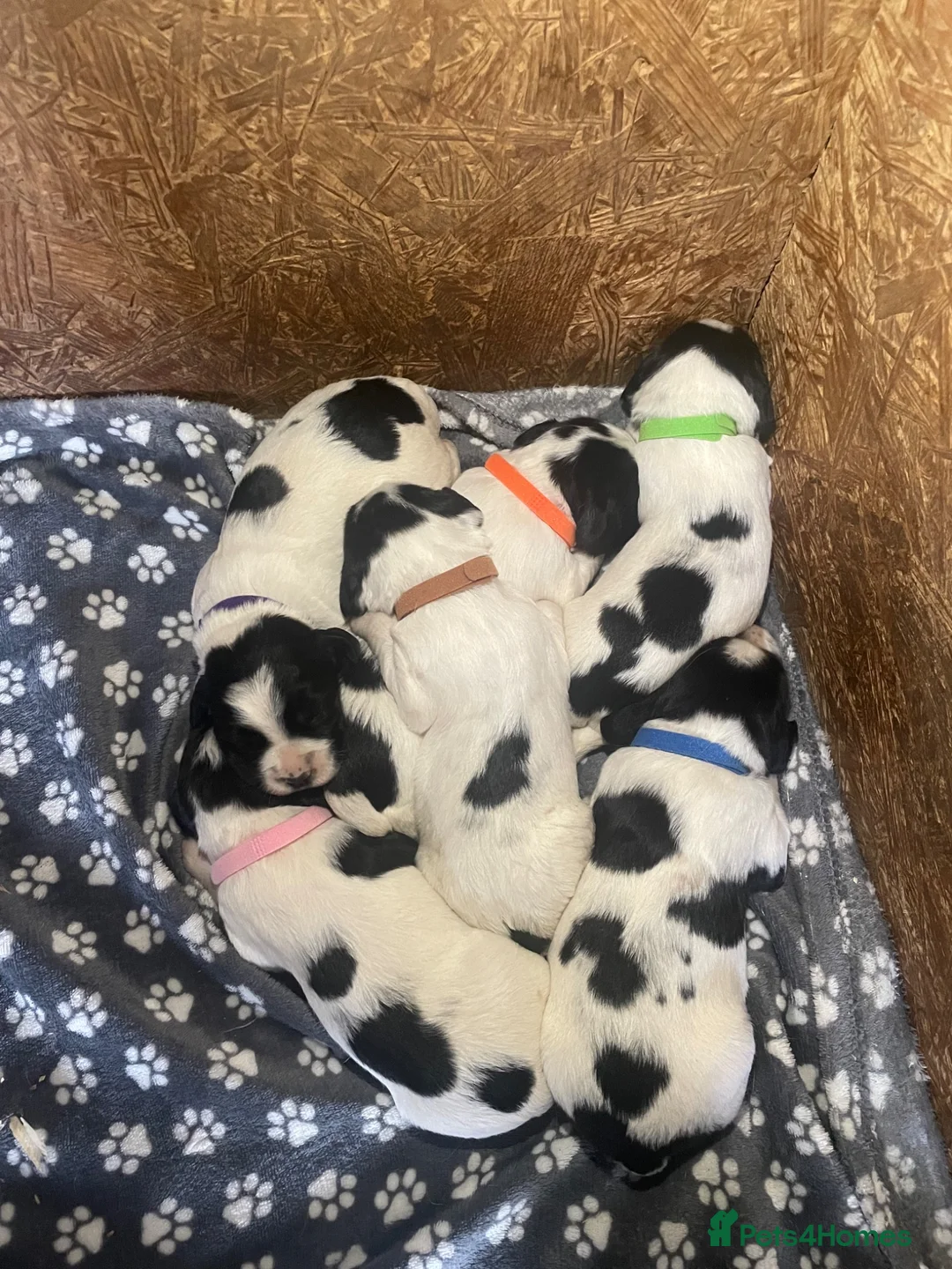 English Springer Spaniel dogs for sale: English Springer Spaniel Puppies  - Advert 1