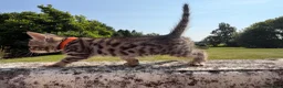 Bengal cats for sale: Bengal x  in Dumfries - Advert 8