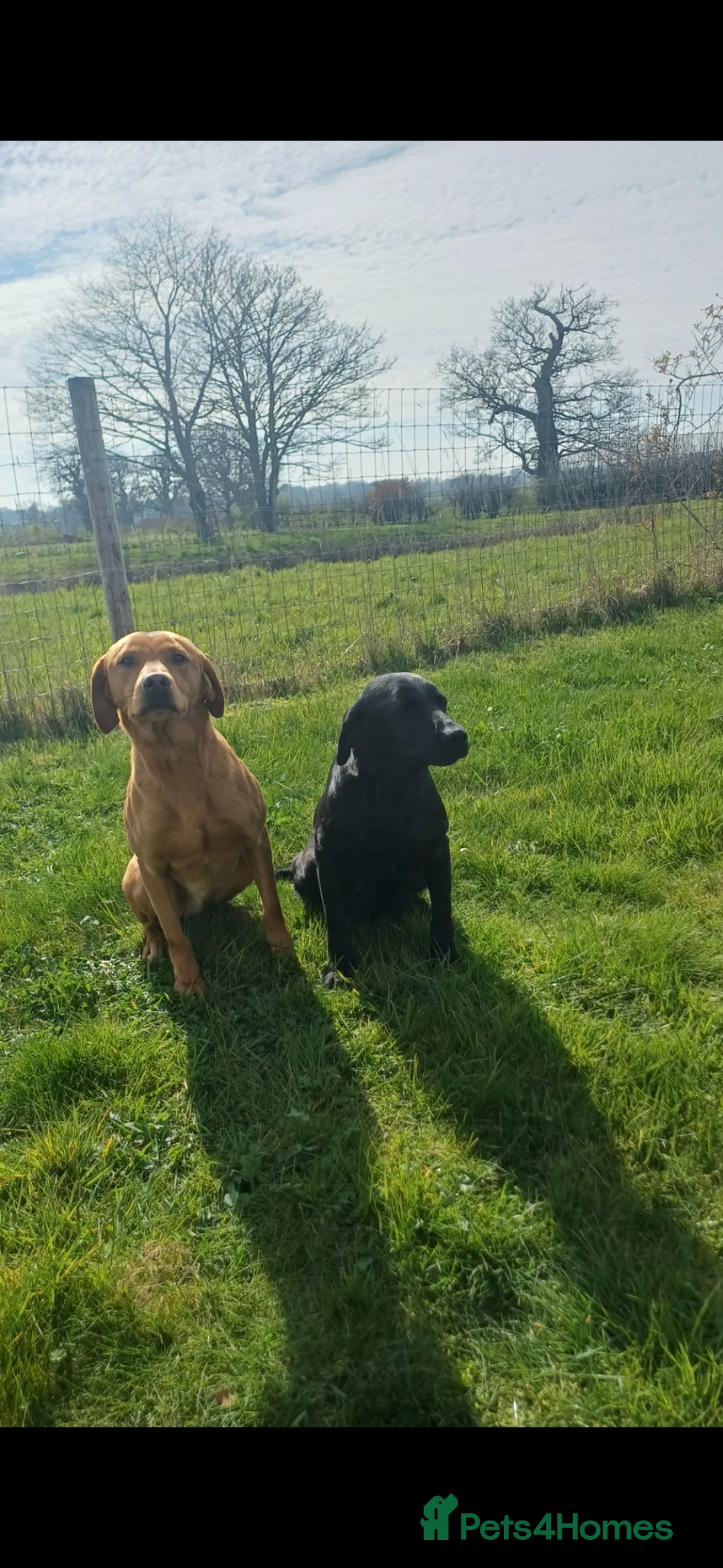 Labrador Retriever dogs for sale: KC registered working labrador puppies - Advert 2