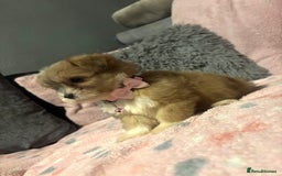 Mixed Breed dogs for sale: Lhasa apso x chorkie  - Image 14