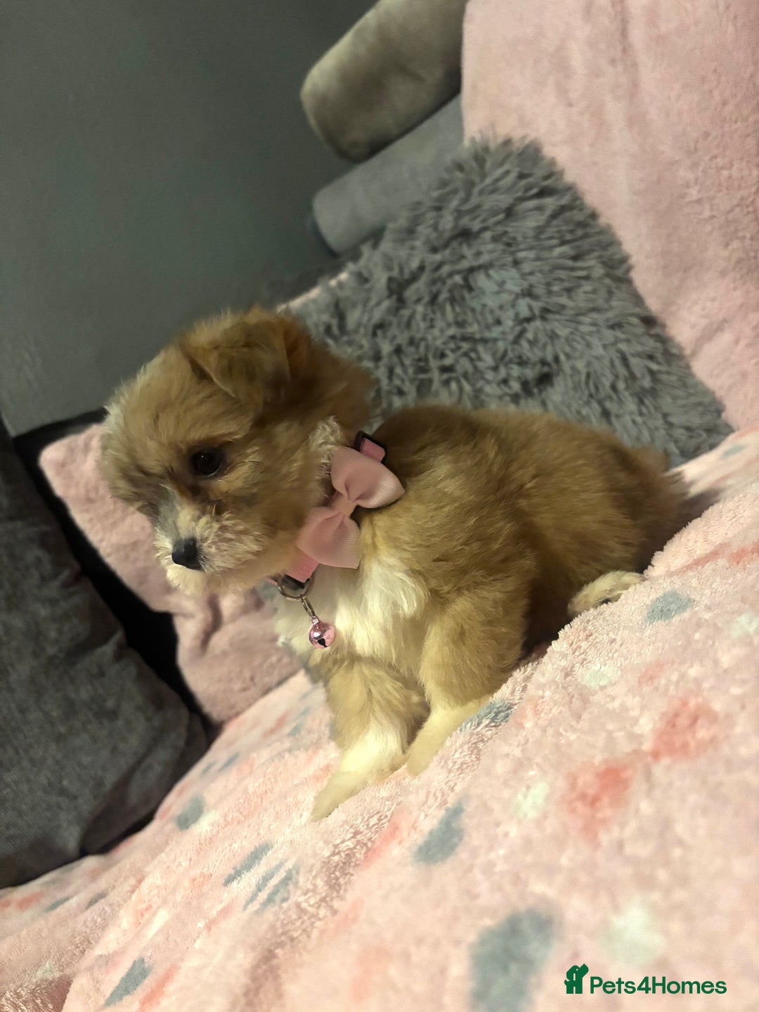 Mixed Breed dogs for sale: Lhasa apso x chorkie  - Image 14