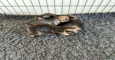 Border Terrier dogs - Advert 3