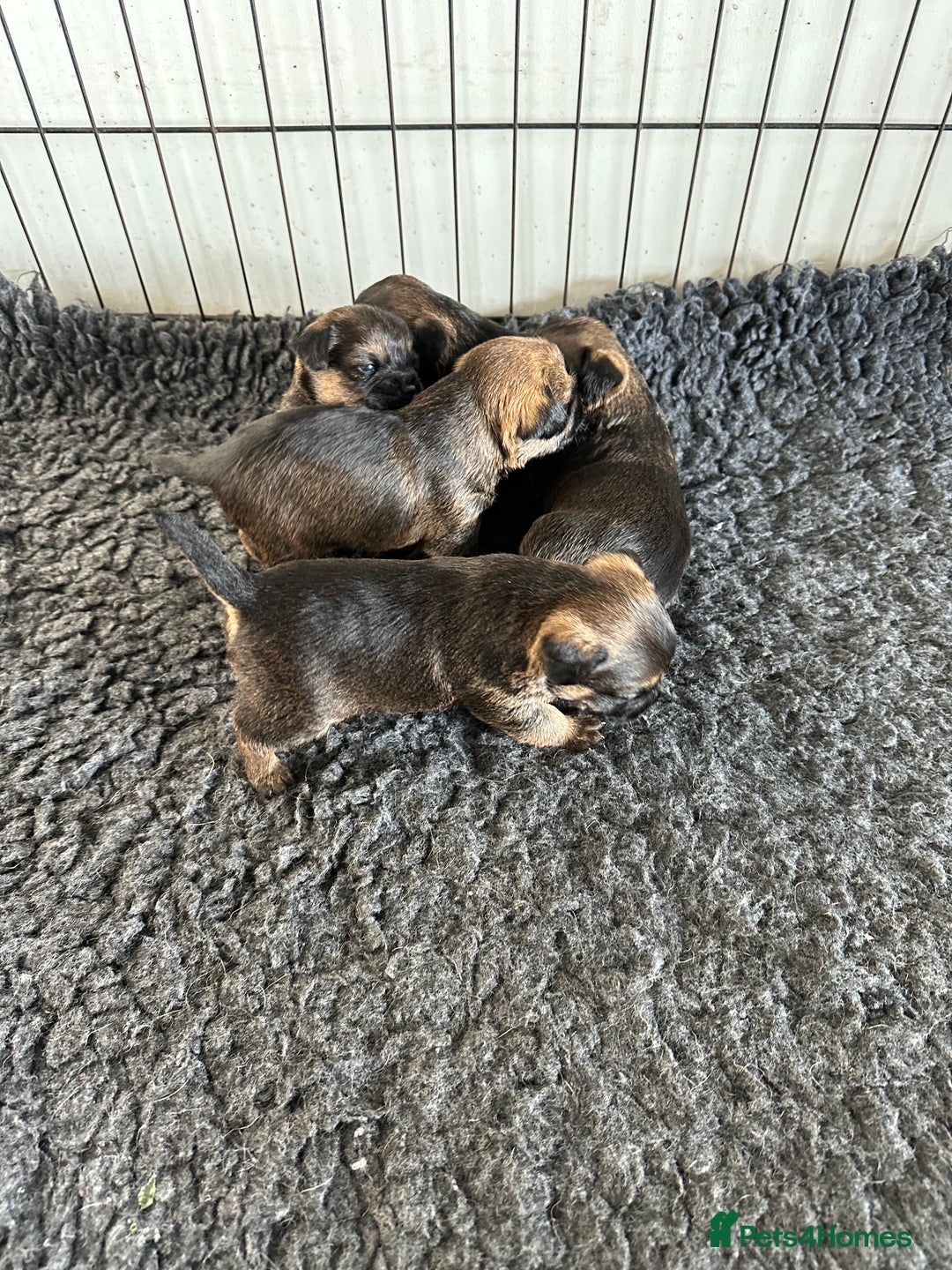 Border Terrier dogs for sale: Beautiful border terrier pups - Image 2