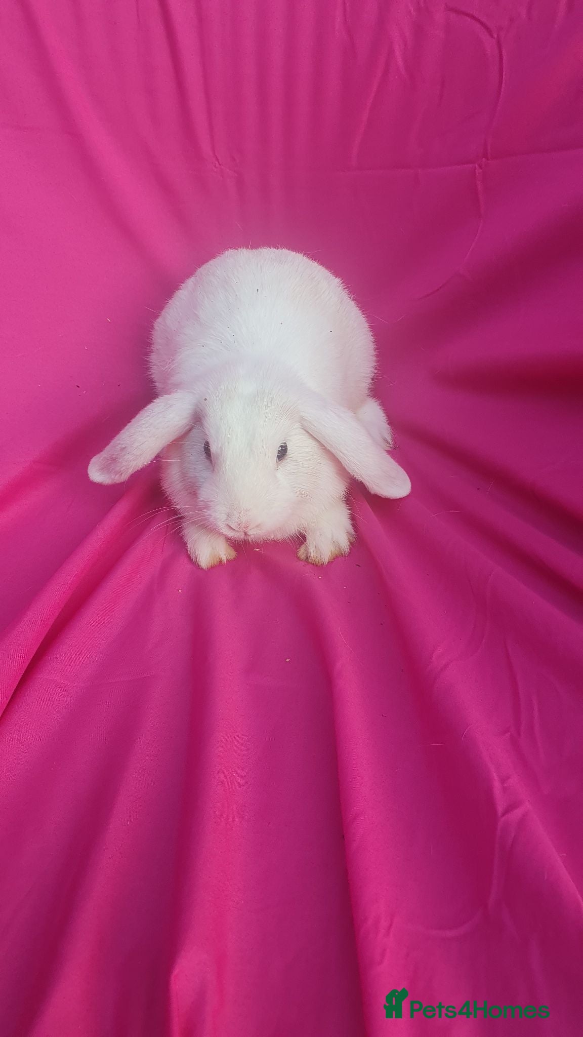 Mini Lop rabbits Mini lop  - Advert 2