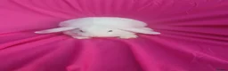 Mini Lop rabbits for sale: Mini lop  - Advert 2