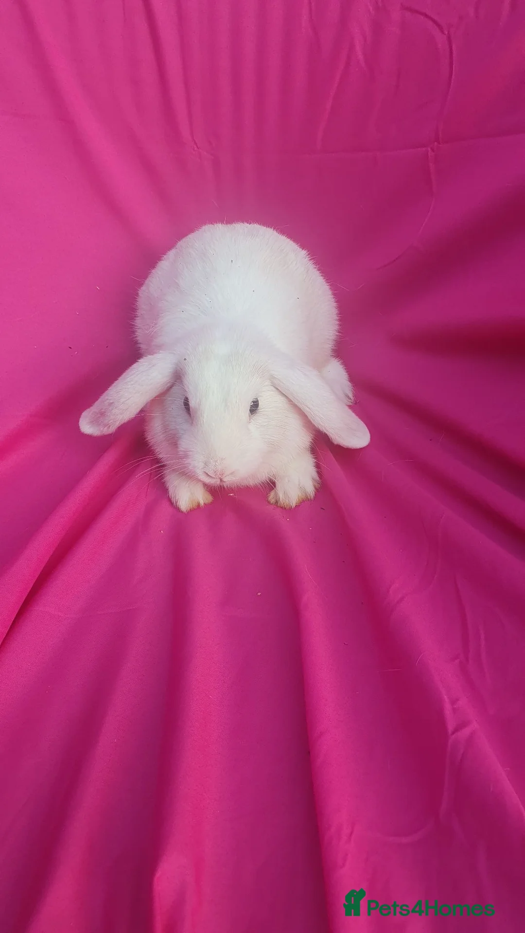 Mini Lop rabbits for sale: Mini lop  - Advert 2