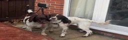 English Springer Spaniel dogs for sale: Final 2 Boys Available from Litter of 11 - Advert 5