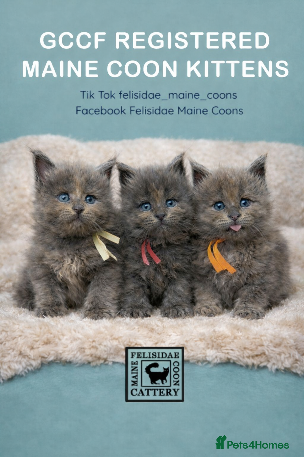 Maine Coon cats Pedigree GCCF registered Maine Coon kittens  - Advert 1