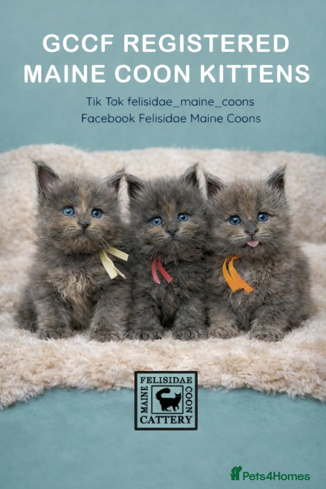 Maine Coon cats for sale: Pedigree GCCF registered Maine Coon kittens  - Advert 1