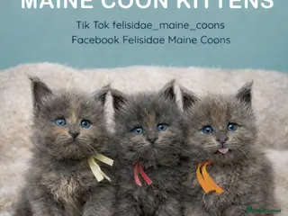 Maine Coon cats Pedigree GCCF registered Maine Coon kittens - Advert 1