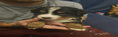 Bernese Mountain Dog 2