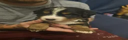Bernese Mountain Dog dogs for sale: BEAUTIFUL CHUNKY BERNESE PUPS - Advert 7
