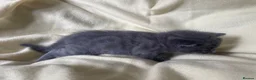 Mixed Breed cats for sale: Mixed Kittens - Some are Bengal Mix  in Brighton - Advert 11