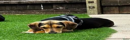 Mixed Breed dogs for adoption: Lottie –  10 months old, Mixed Breed Girl Pup - Advert 3