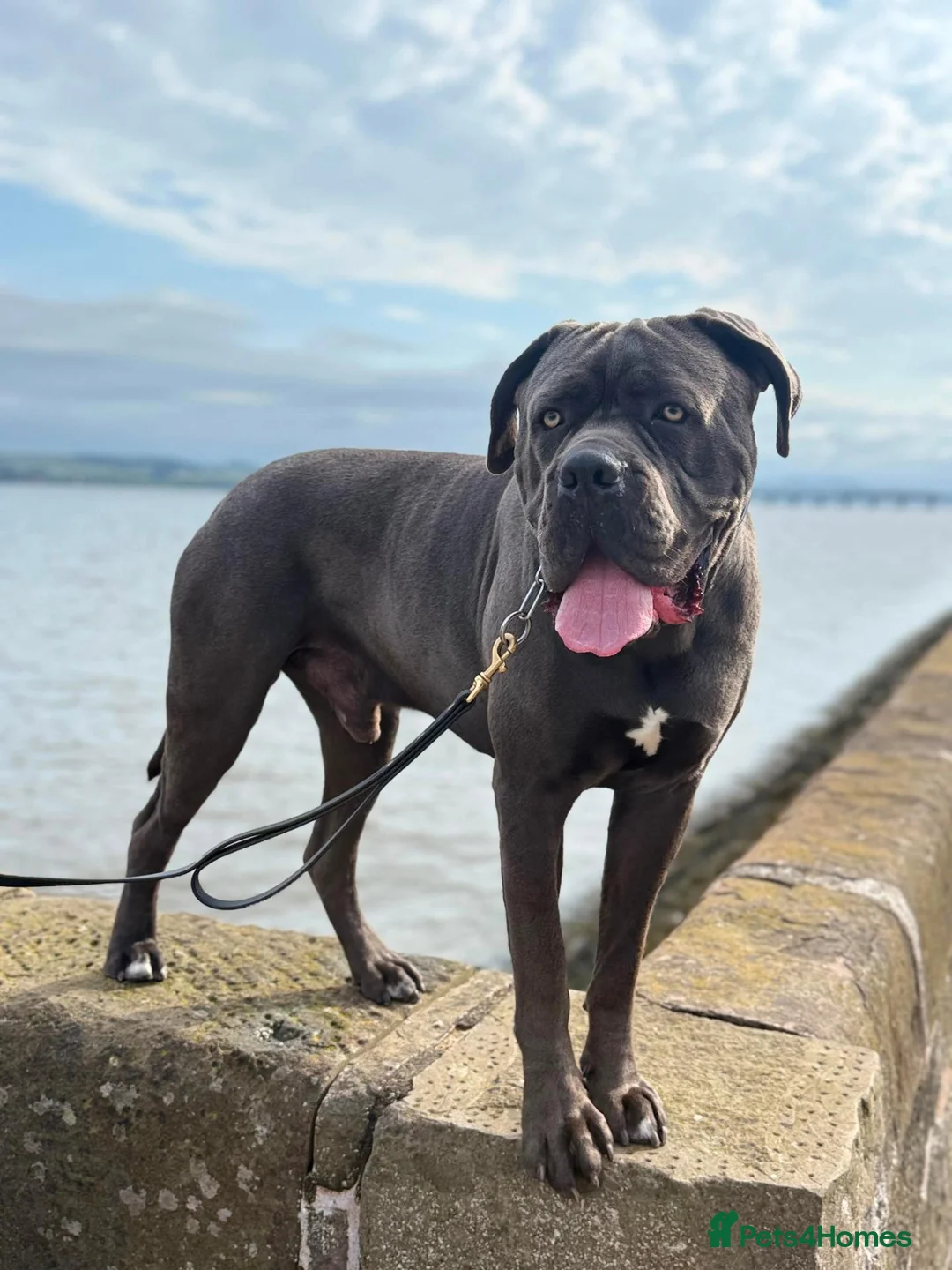Cane Corso dogs for sale:  Male Cane Corso for experienced home in Dundee - Advert 1