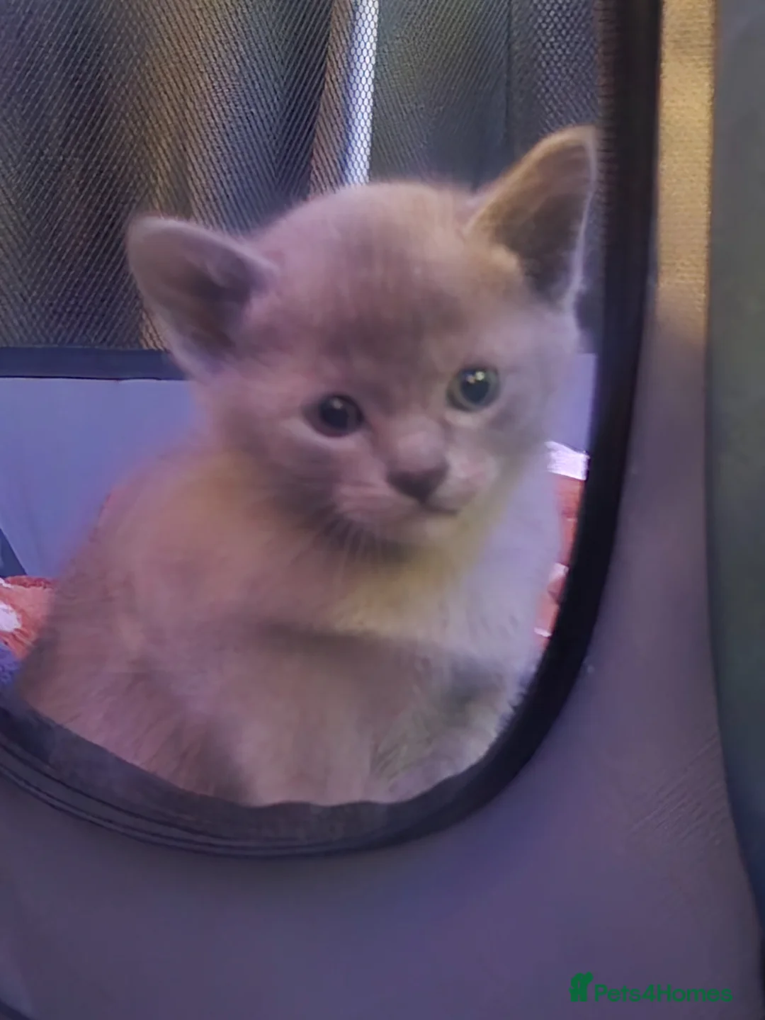 Burmese cats for sale: Blue and chocolate Burmese kittens  - Advert 2