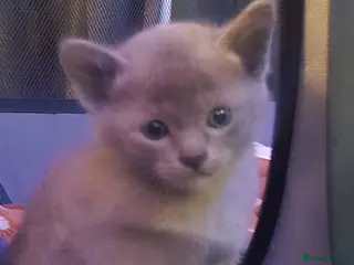 Burmese cats Blue and chocolate Burmese kittens - Advert 1
