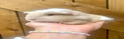 Mini Lop rabbits for sale: Long Haired Guinea Pigs For Sale  - Advert 8
