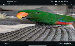 Parrots birds for sale: Male Eclectus  - Image 2