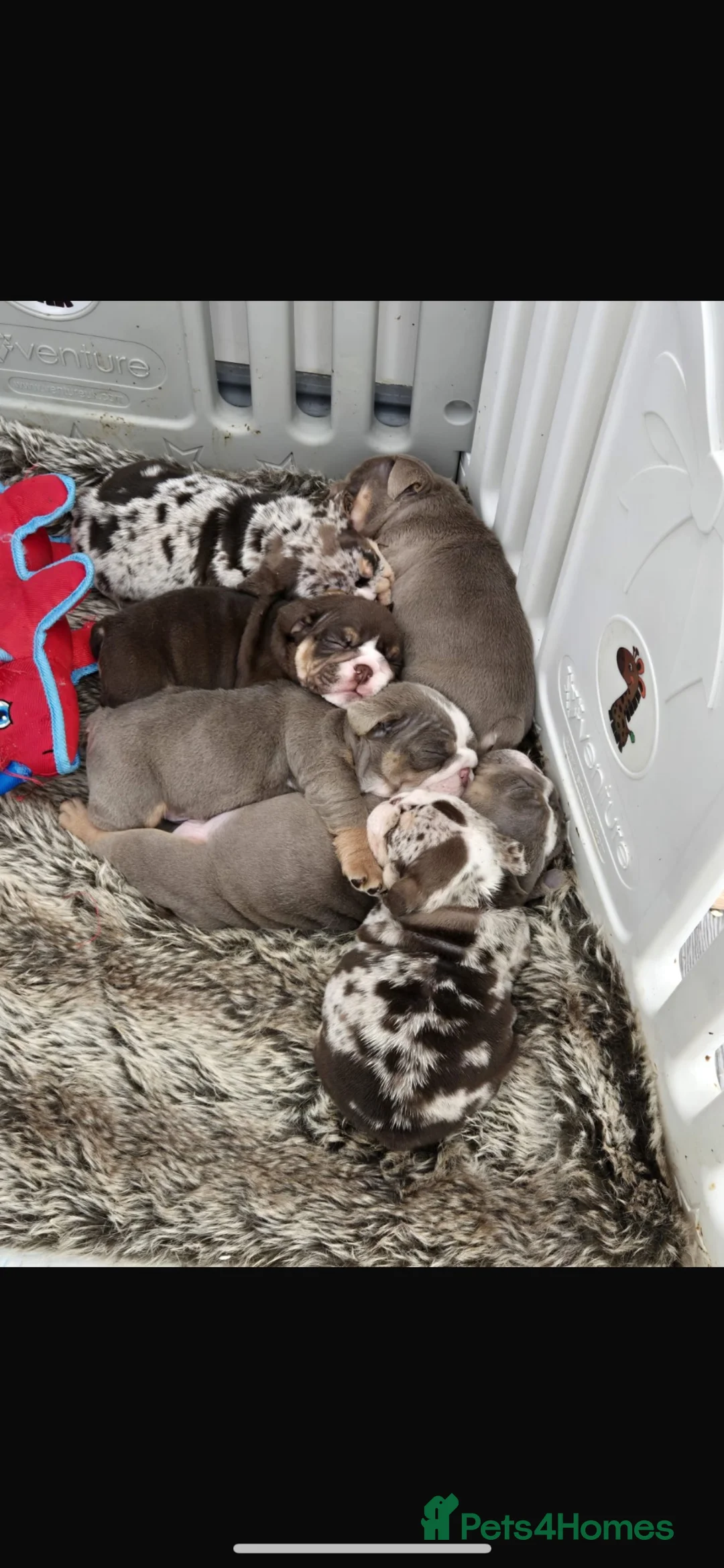English Bulldog dogs for stud: Chocolate and tan bulldog for stud  - Advert 2