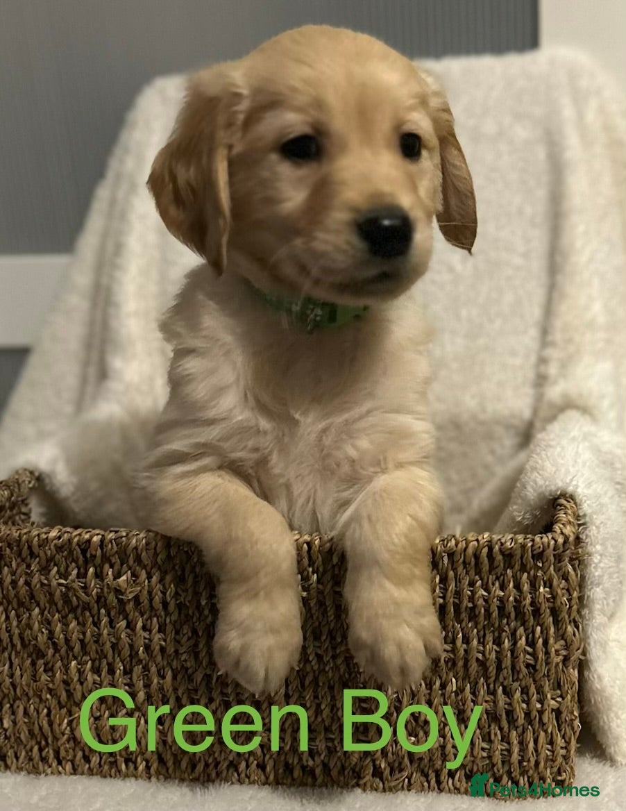 Golden Retriever dogs Ready to leave from 27th Golden Retriever - Advert 7