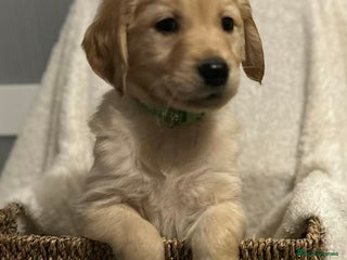Golden Retriever dogs Ready to leave from 27th Golden Retriever - Advert 7