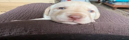 Labrador Retriever dogs for sale: Lab pups  in Swansea - Advert 4