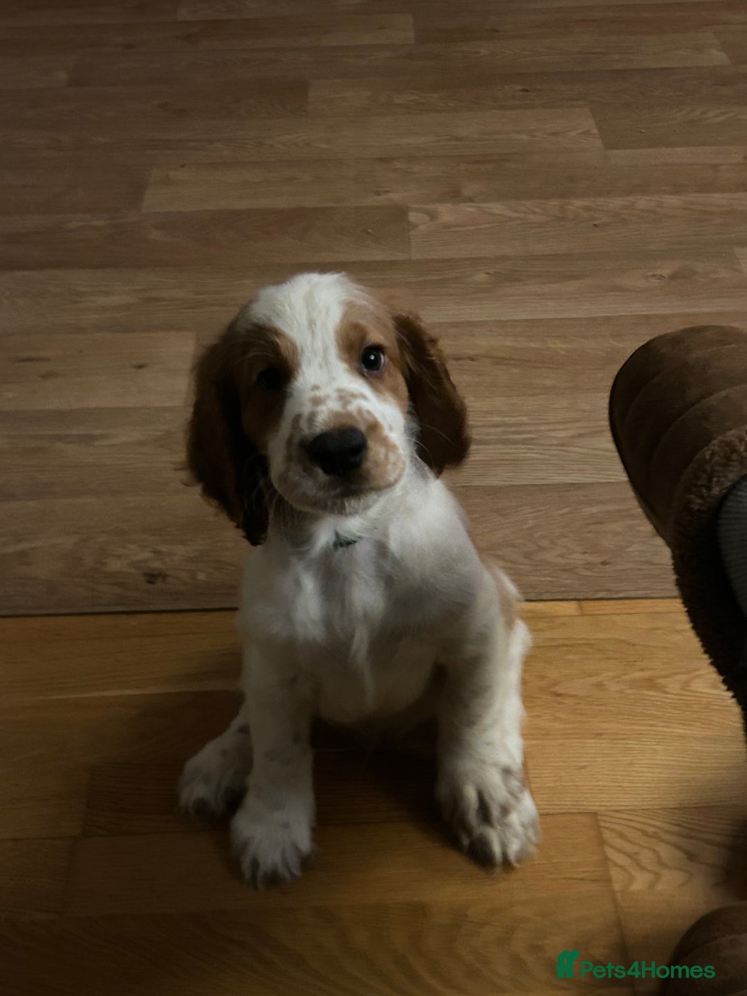 Welsh Springer Spaniel dogs for sale: Beautiful Welsh springer spaniel boy puppy - Image 3