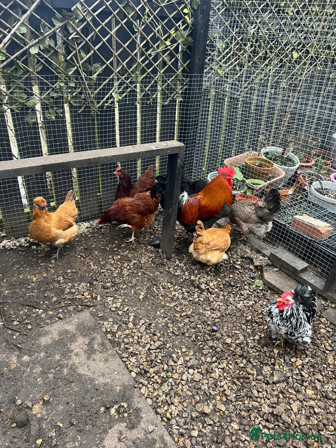 Mixed Breed poultry for sale: Hens rooster  in Cramlington - Advert 1