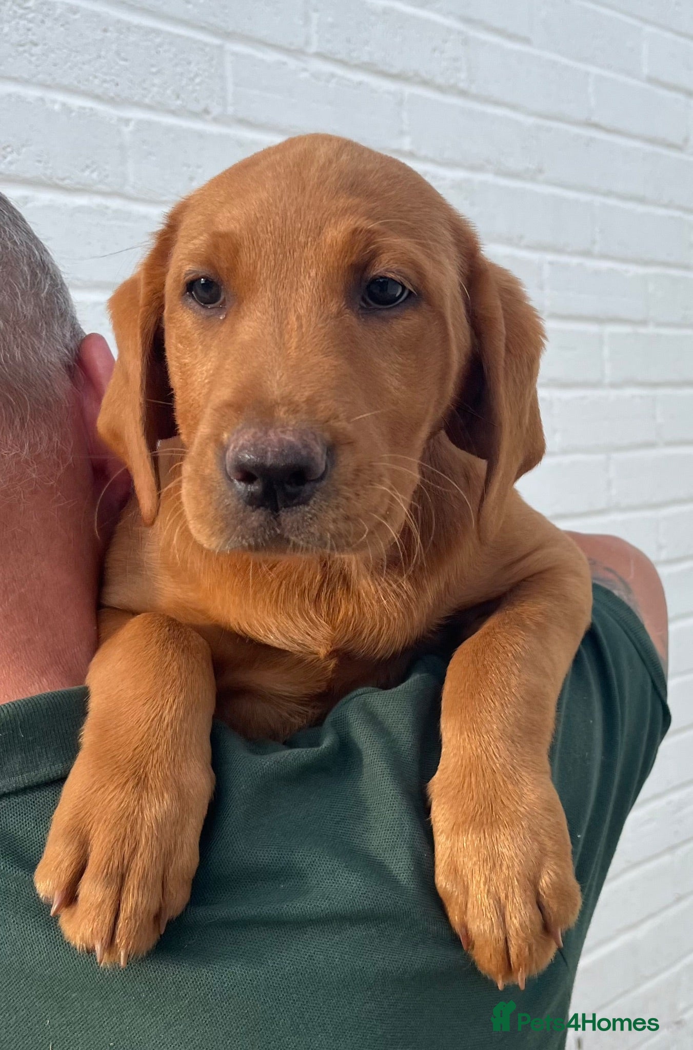 Labrador Retriever dogs Fully Health Tested, Outstanding Dark Red Puppies - Advert 2