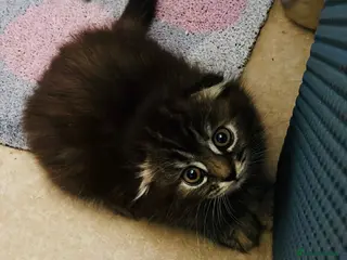 Scottish Fold cats Scotish fold long hair - Advert 10