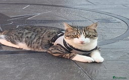 British Shorthair cats for sale: URGENT! Ready to Leave Now - Image 3